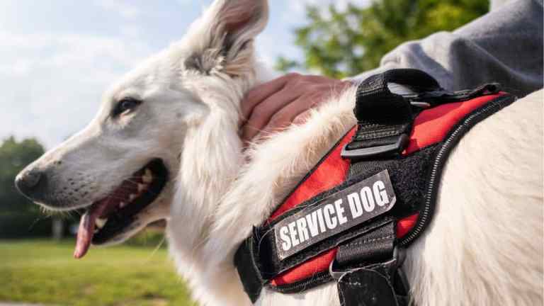 10 Working Dogs Who Don’t Just Sit – They Save, Support and Serve
