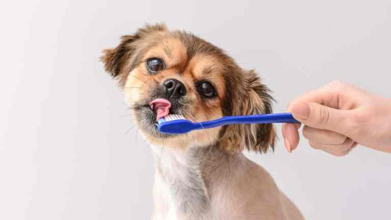 Should You Brush Your Dog’s Teeth? What Vets Want You to Know
