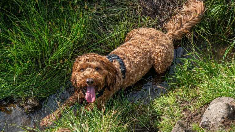 How Much Exercise Does a Cockapoo Need Daily?