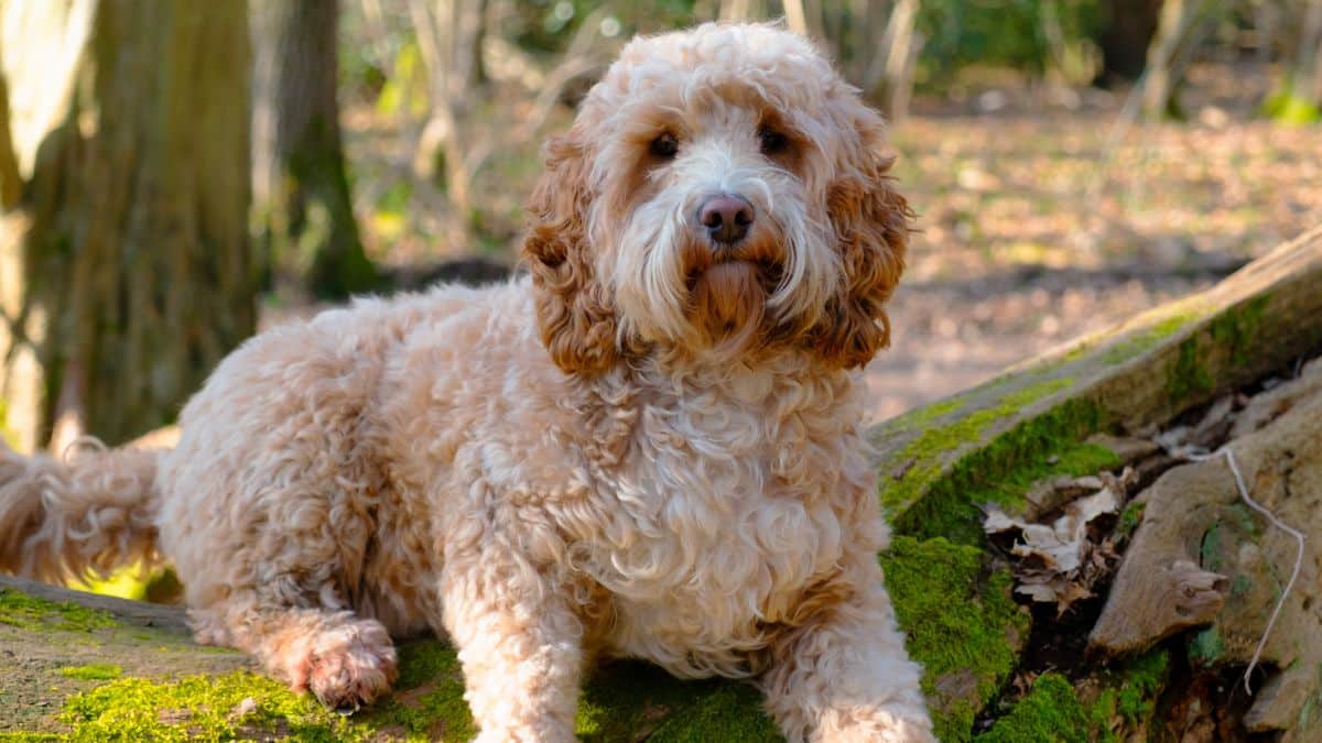 Are Cockapoos Good Family Dogs? Find Out Here | FluffPost