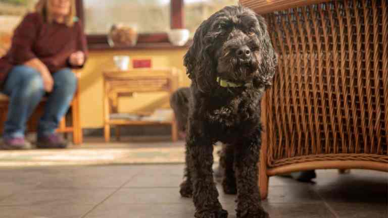 Are Cockapoos Good Family Dogs? What New Owners Should Know