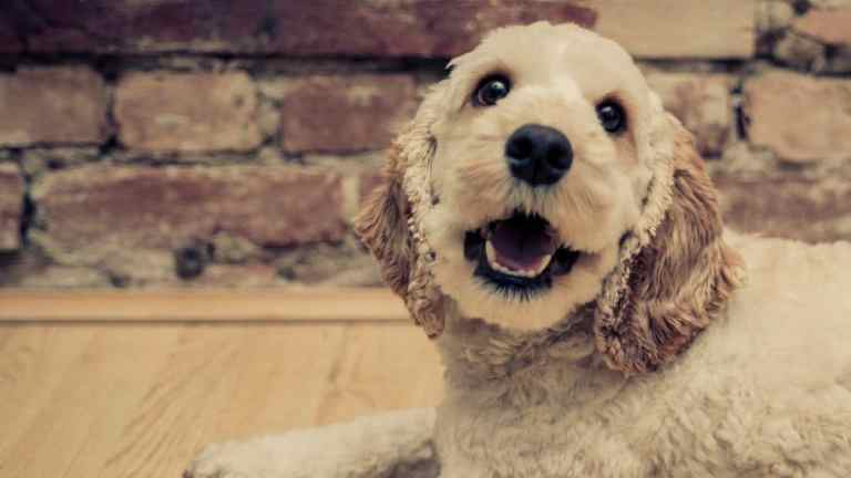 How Big Do Cockapoos Get? A Size, Weight & Growth Guide