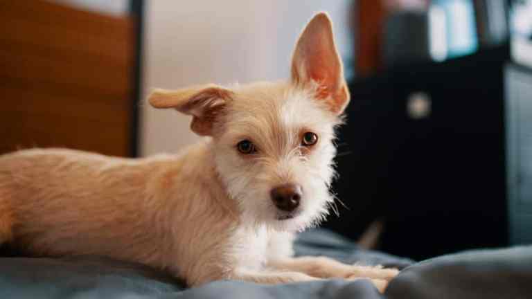 10 Best Dog Breeds for Apartment Living in the UK