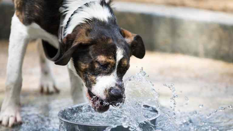 Is Your Dog Drinking Too Much Water? What’s Normal & What’s Not