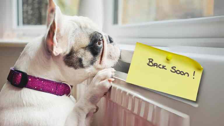 Can French Bulldogs Be Left Alone? Managing Separation Anxiety in the UK