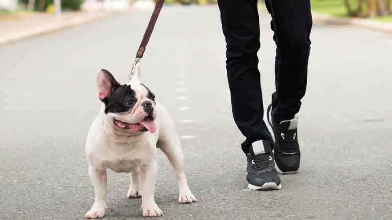 How Much Exercise Do French Bulldogs Need?