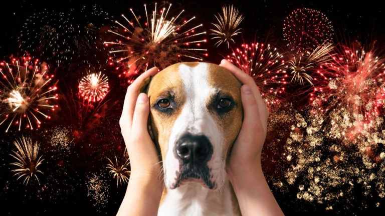 How To Calm A Dog Scared Of Fireworks: A Complete UK Guide