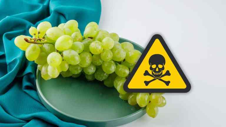 Can Dogs Eat Grapes? Why This Fruit Is Extremely Toxic