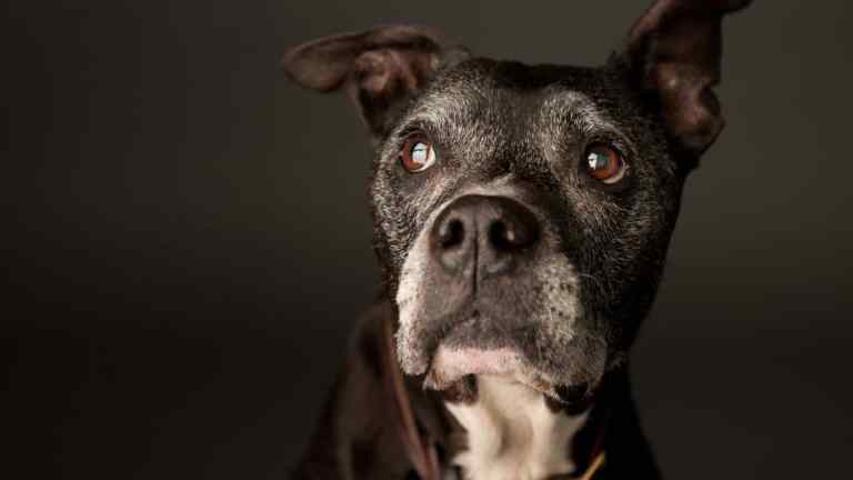 7 Signs Your Dog Is Stressed (And What to Do About It)